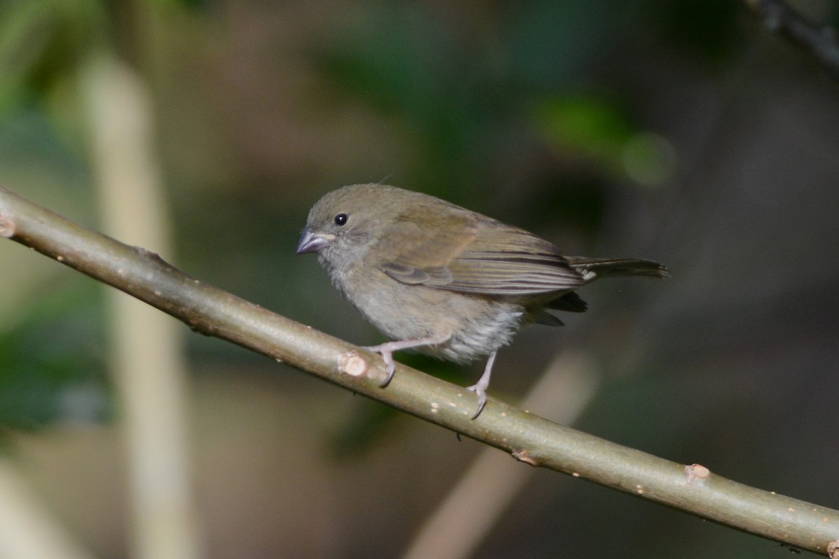 Black-faced Grassquit - ML593264061