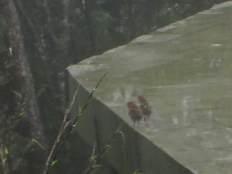 Cabot's Tragopan - Kaichi Huang
