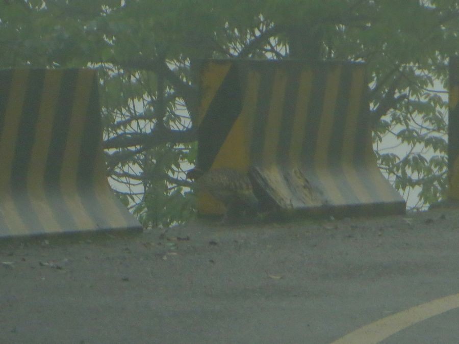 Cabot's Tragopan - Kaichi Huang
