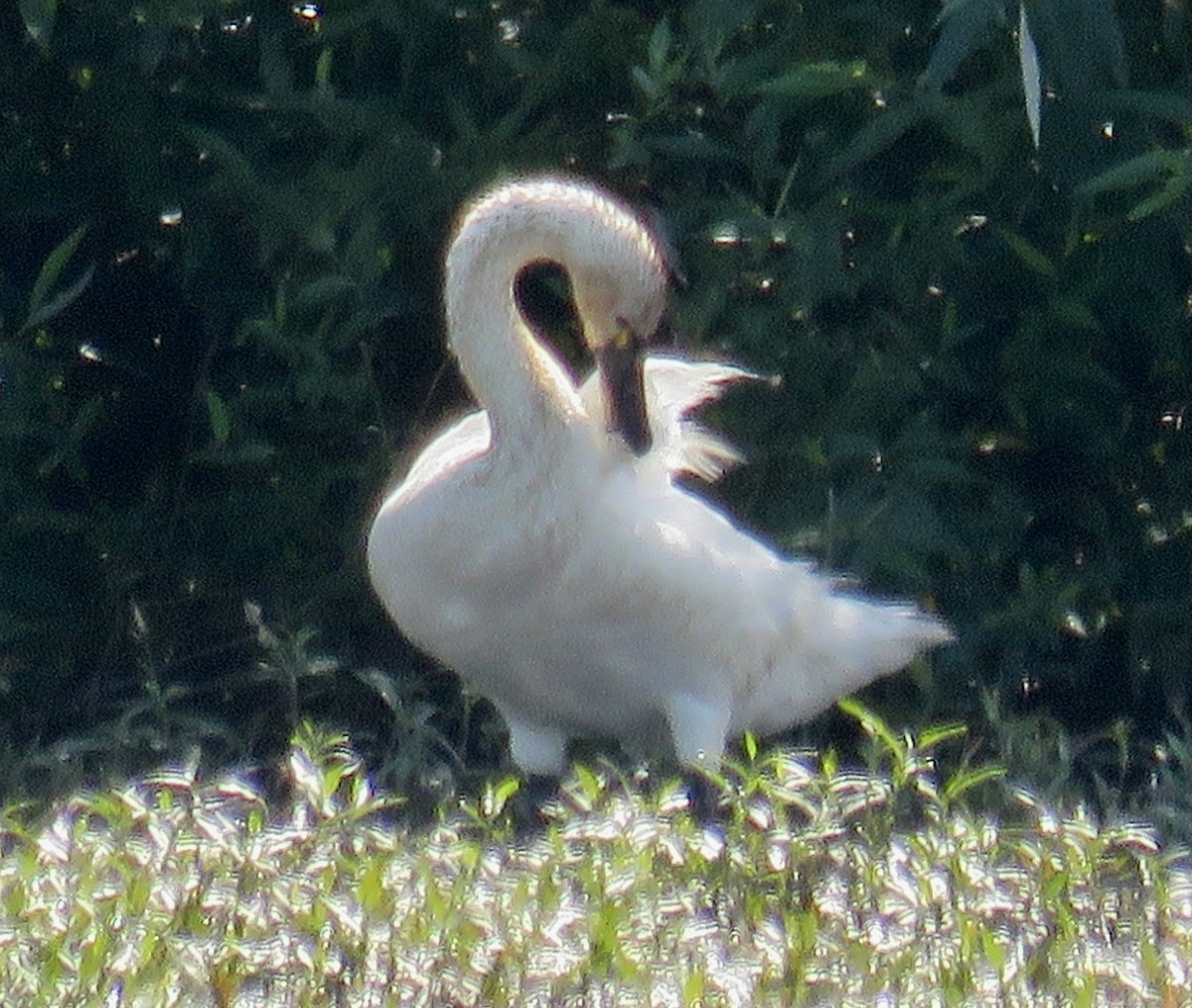 Tundra Swan - ML593265181