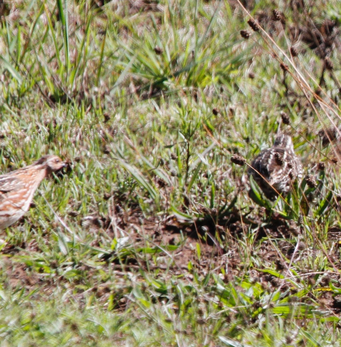 Japanese Quail - Sherman  Wing