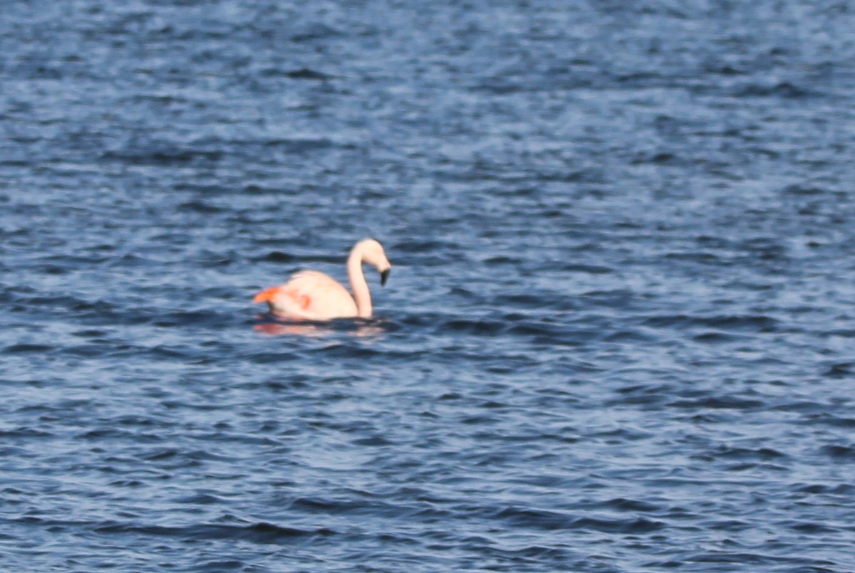 Şili Flamingosu - ML593265591