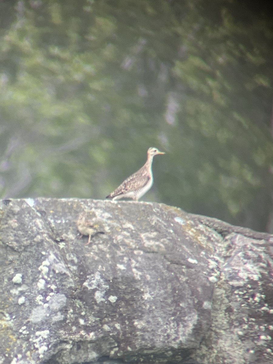 Upland Sandpiper - ML593265741