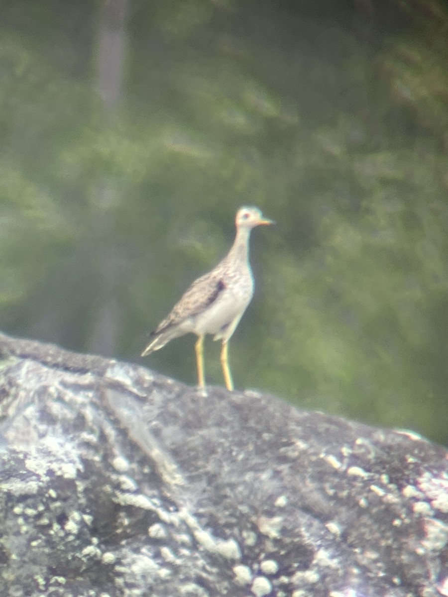 Upland Sandpiper - ML593265751