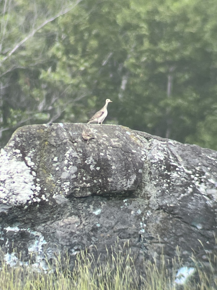 Upland Sandpiper - ML593265791