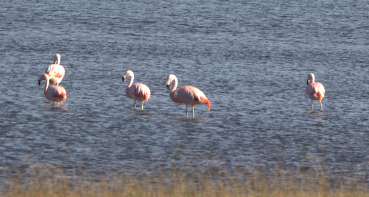 Chilean Flamingo - ML593265851