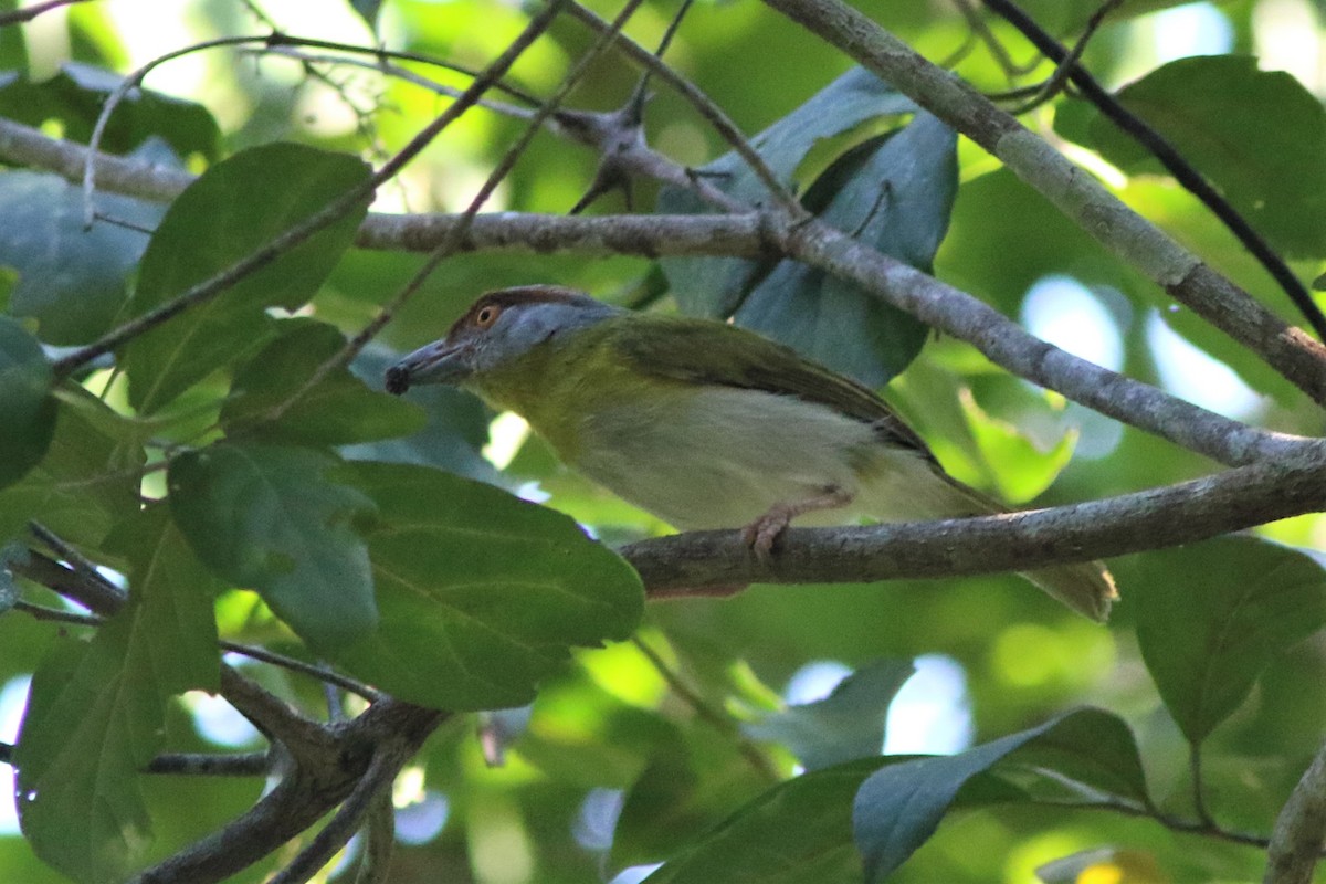 Rufous-browed Peppershrike - Robert McNab