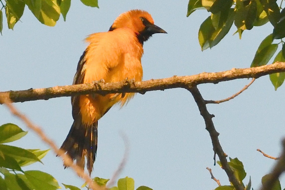 Altamira Oriole - John Doty