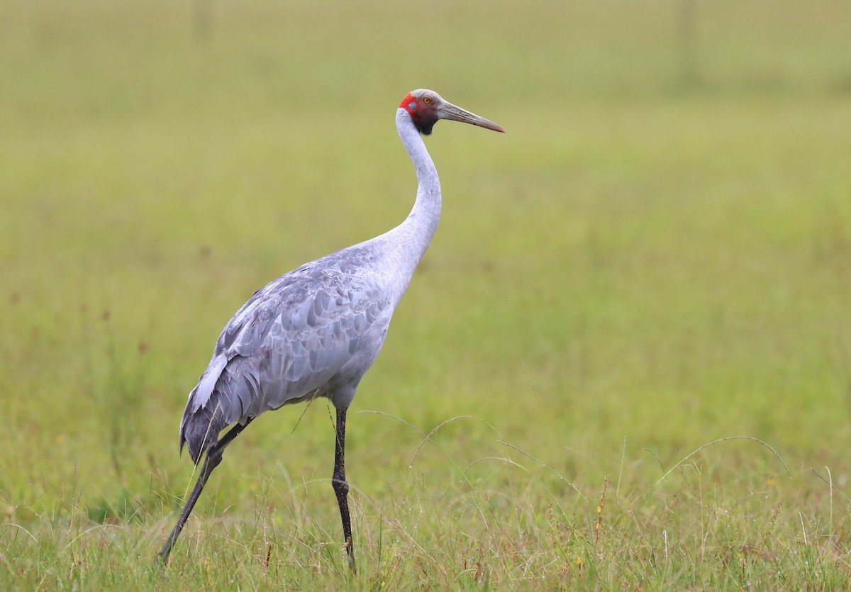 Brolga - Wayne Paes