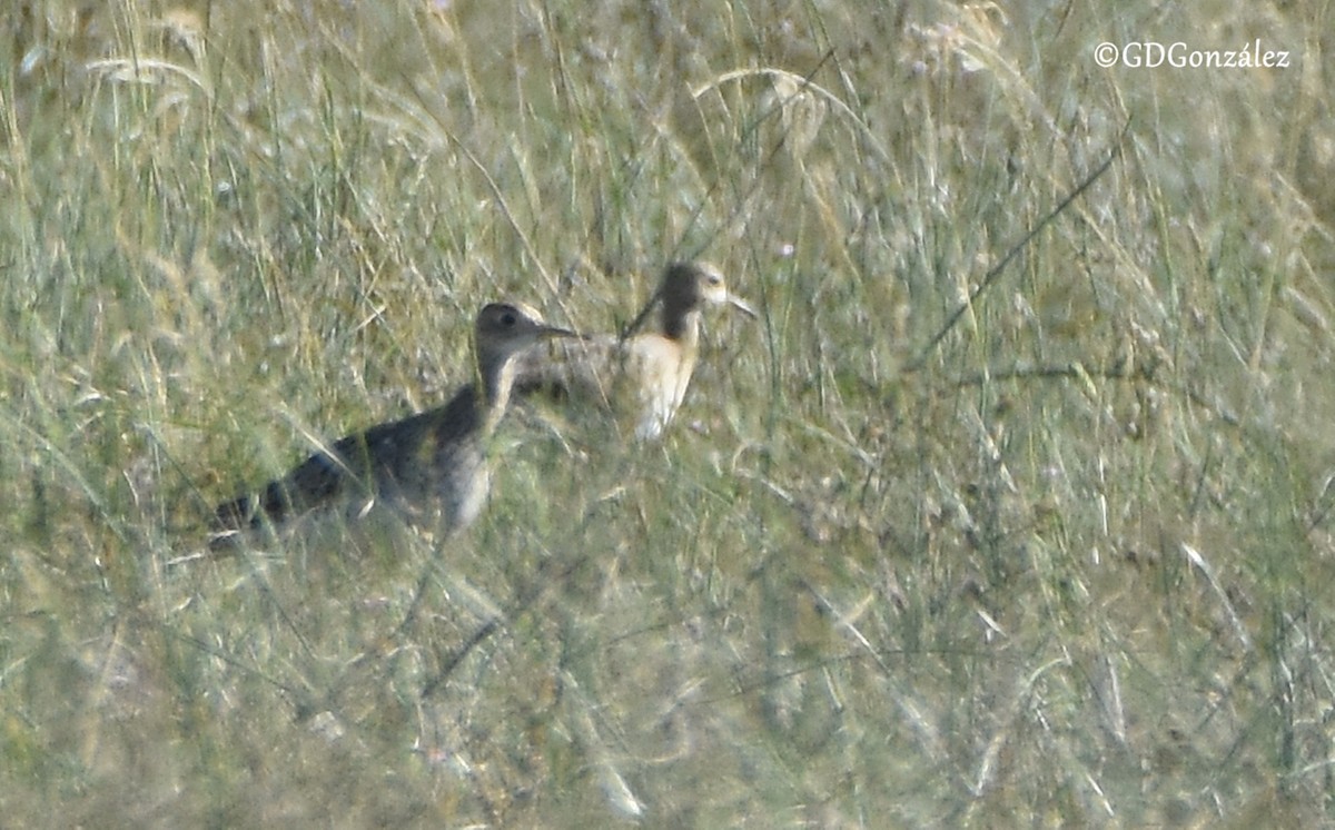 Upland Sandpiper - ML593267141