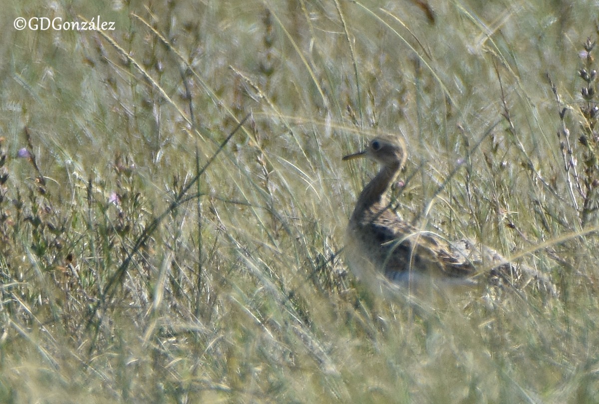 Upland Sandpiper - ML593267181