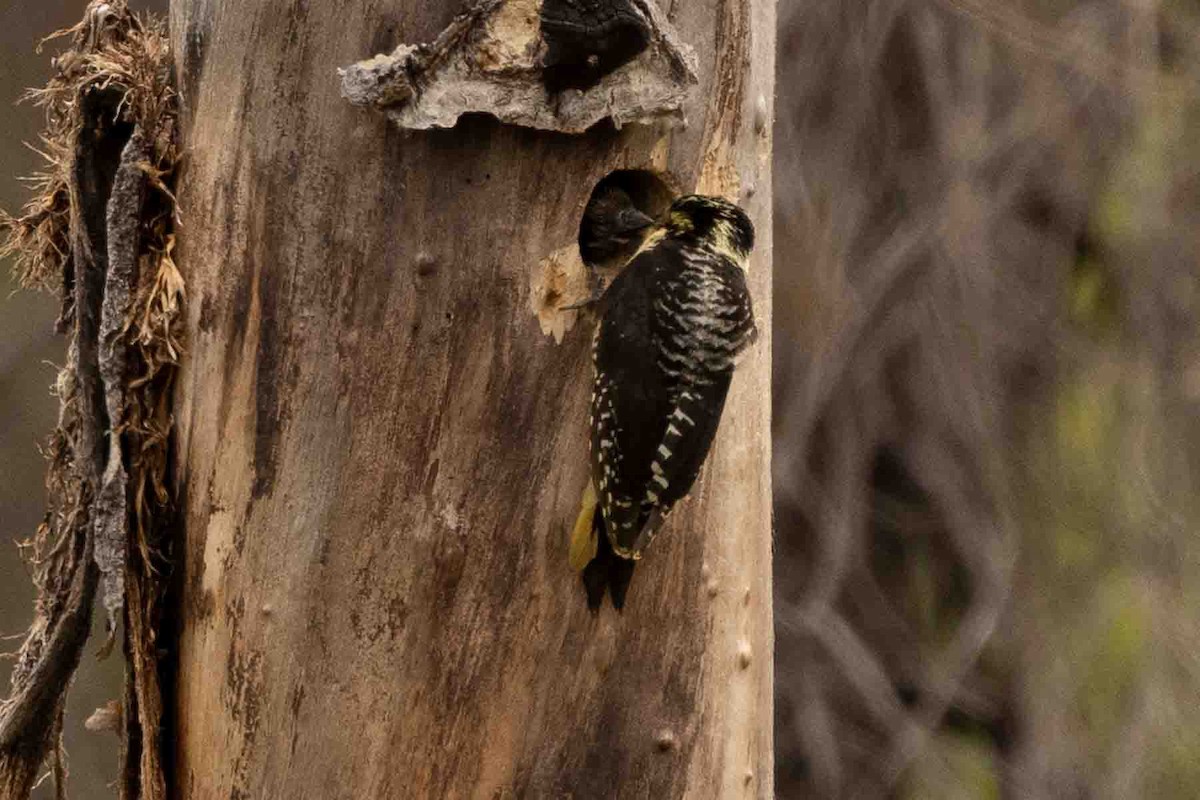 American Three-toed Woodpecker - Ann Van Sant