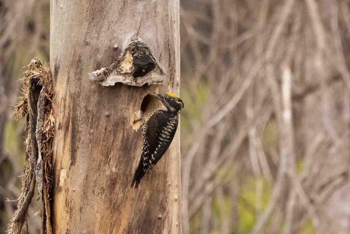 American Three-toed Woodpecker - Ann Van Sant