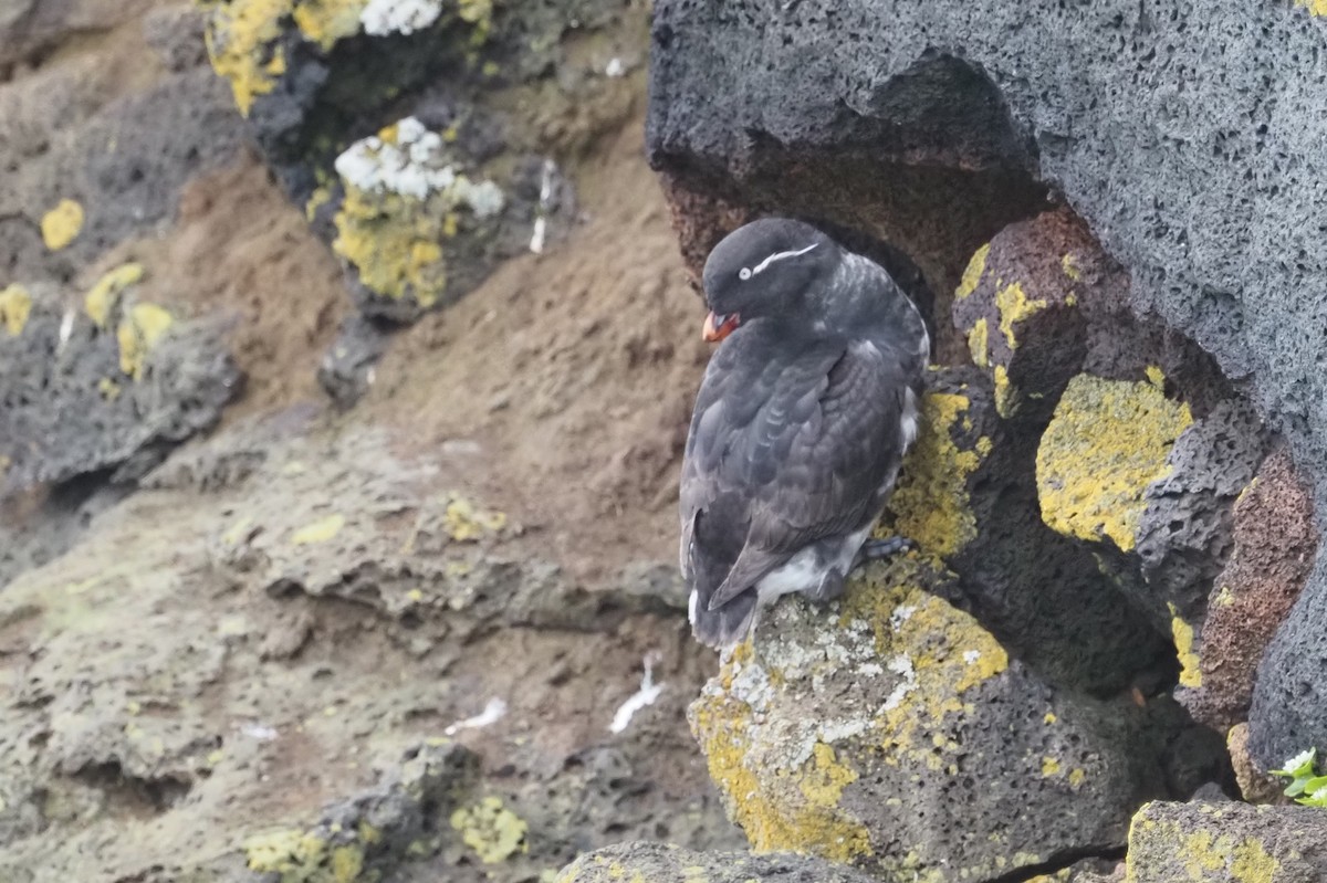 Parakeet Auklet - ML593268071