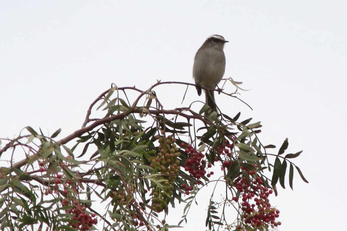 White-browed Chat-Tyrant - ML593268541
