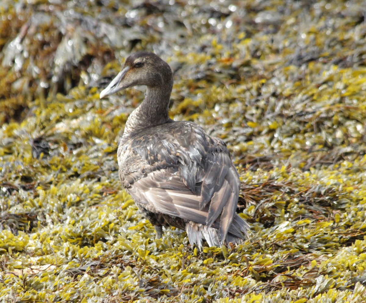 Common Eider - ML593268631