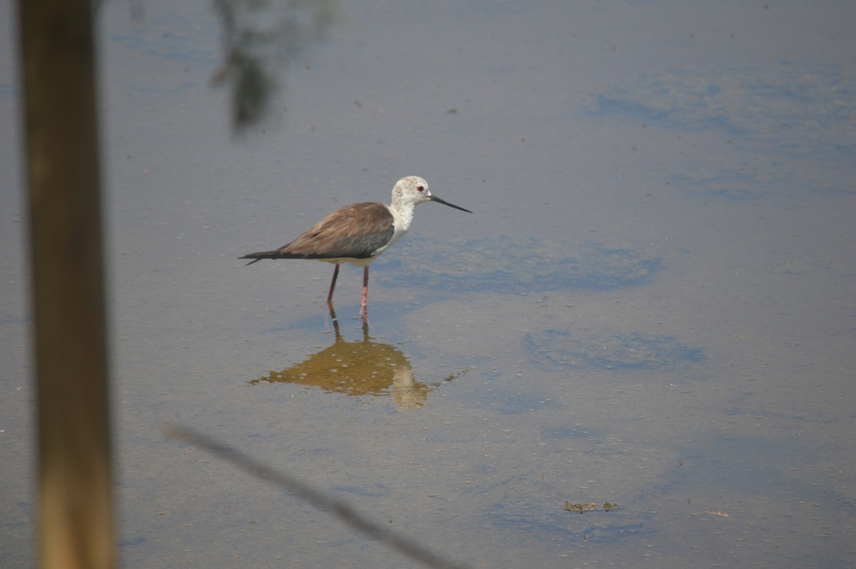 Black-winged Stilt - ML593268741