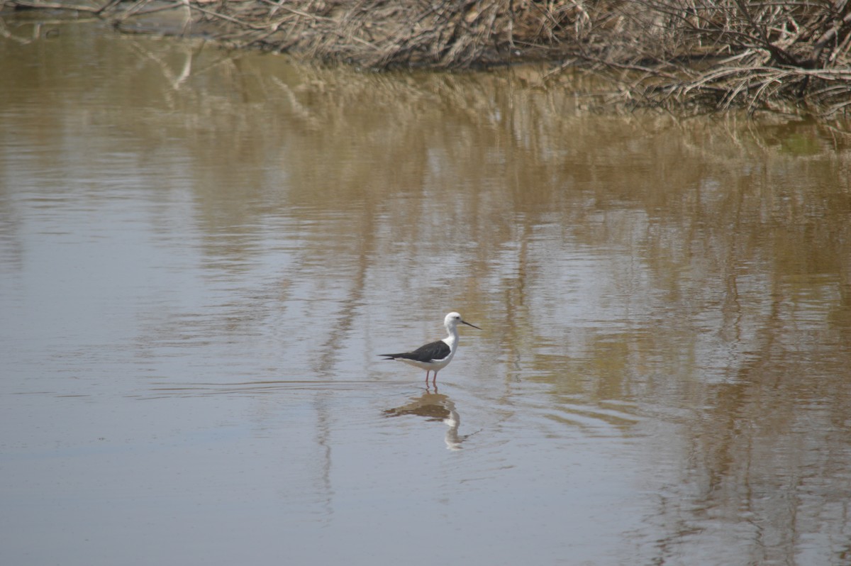 Échasse blanche - ML593268821