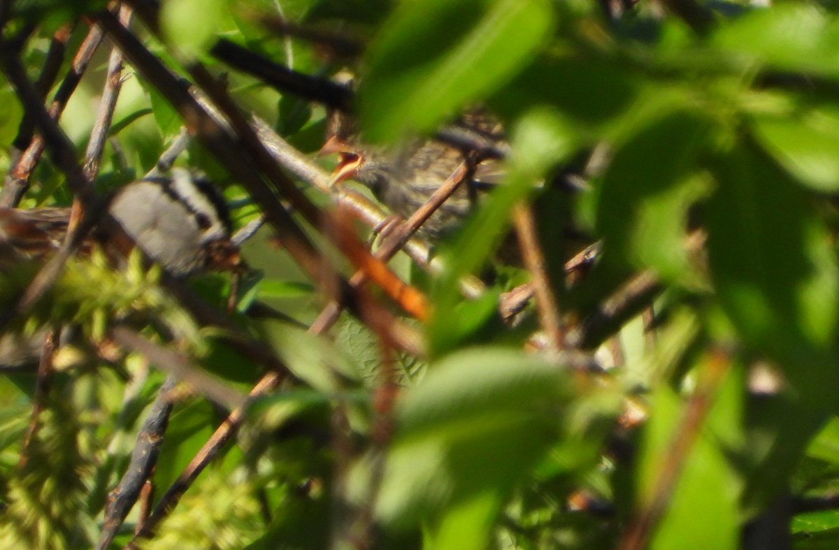 White-crowned Sparrow (Gambel's) - ML593269071