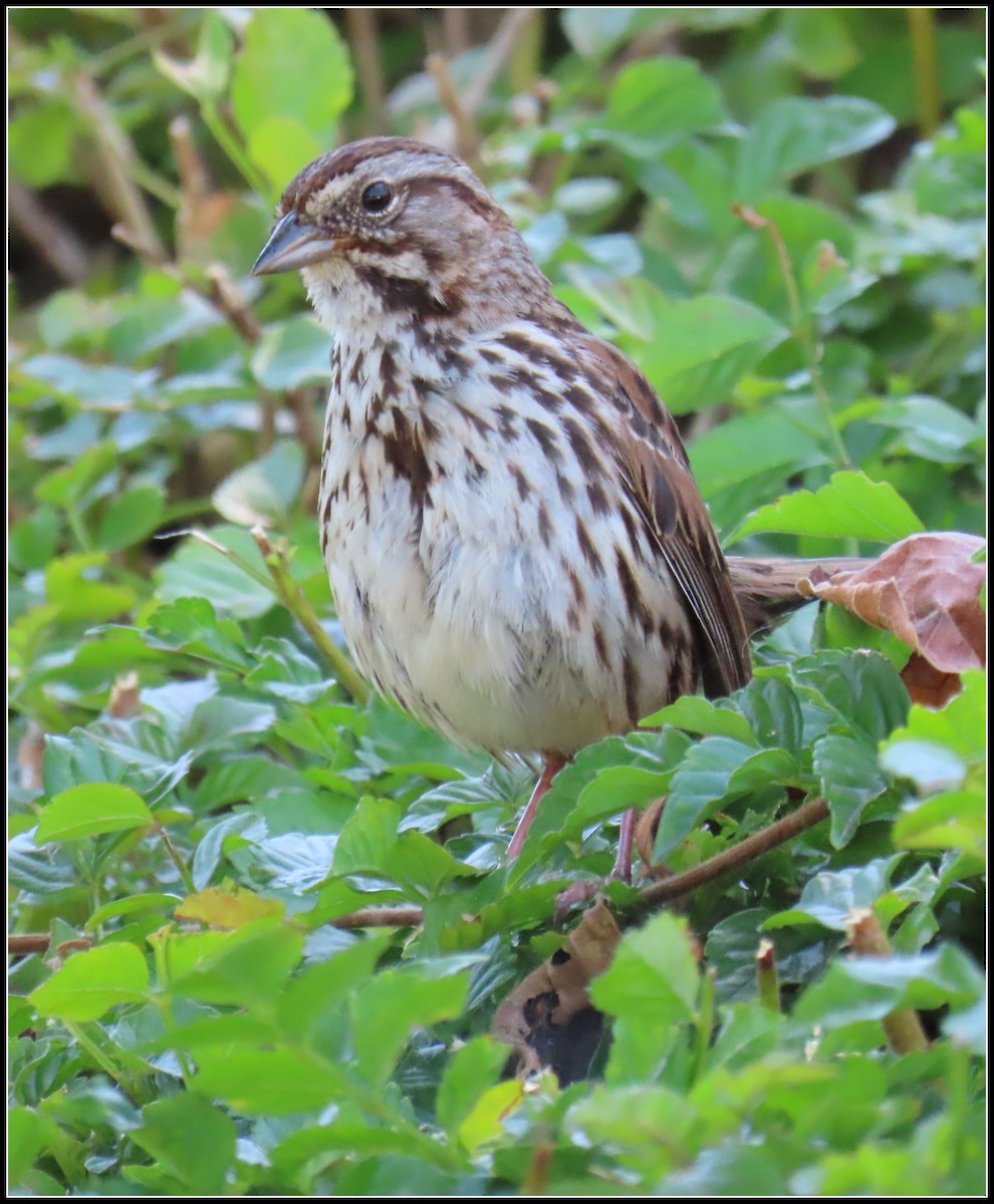 Song Sparrow - ML593269391