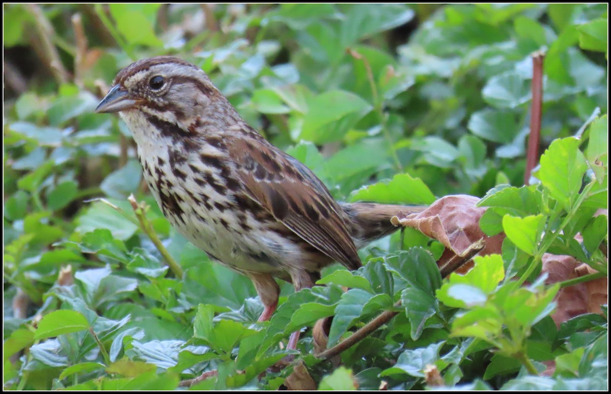 Song Sparrow - ML593269401