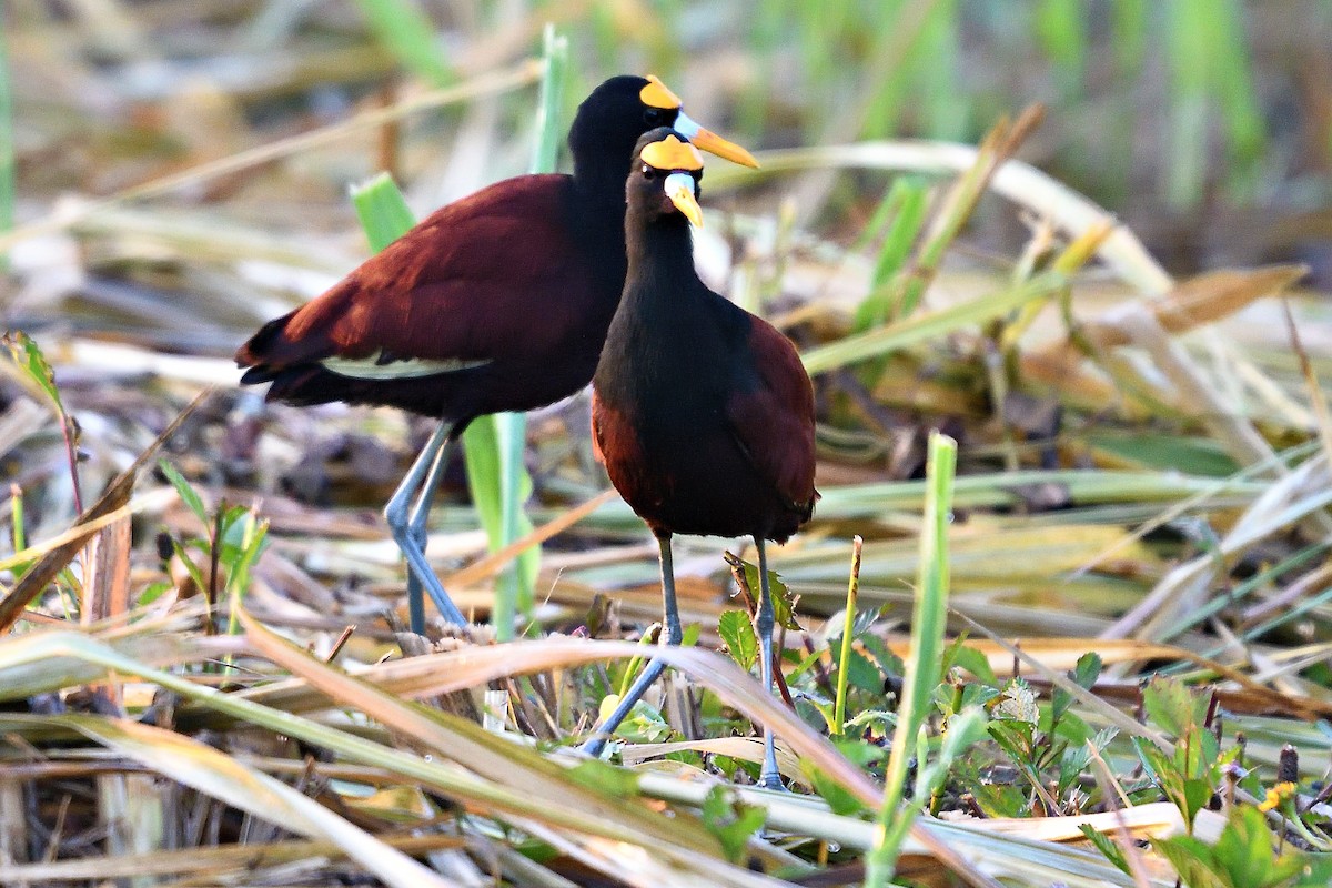 Northern Jacana - ML593269461