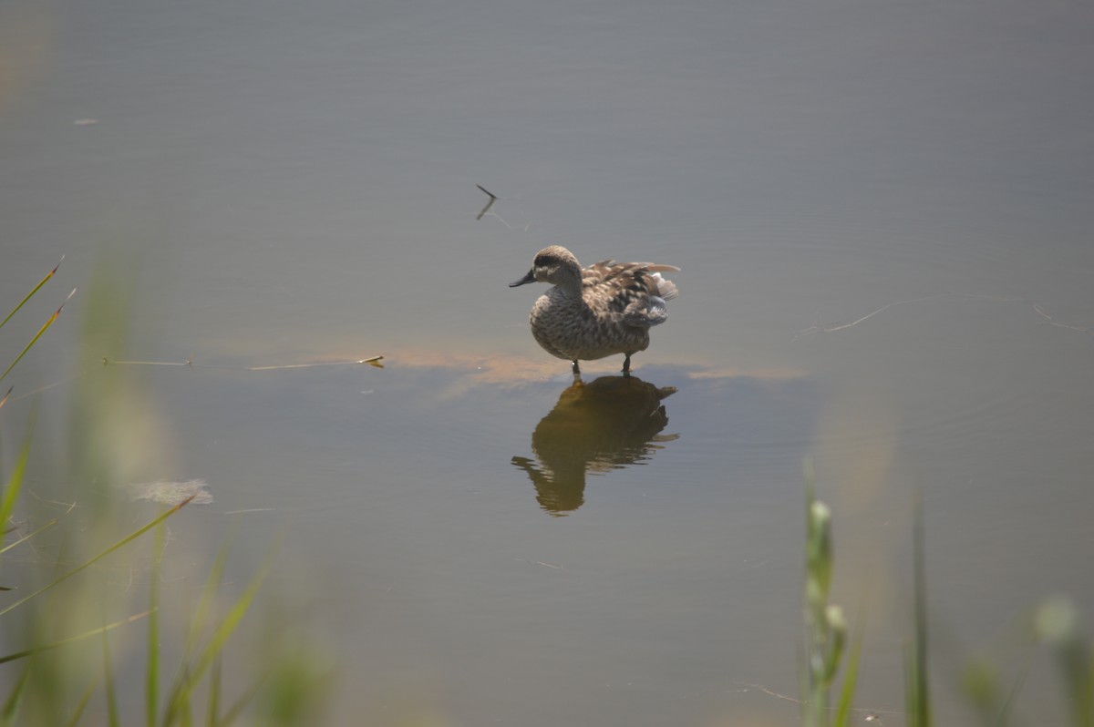 Marbled Duck - Margaret Thompson