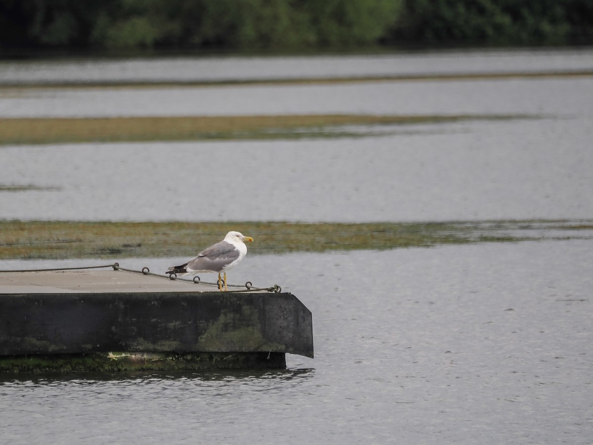 Yellow-legged Gull - ML593269791