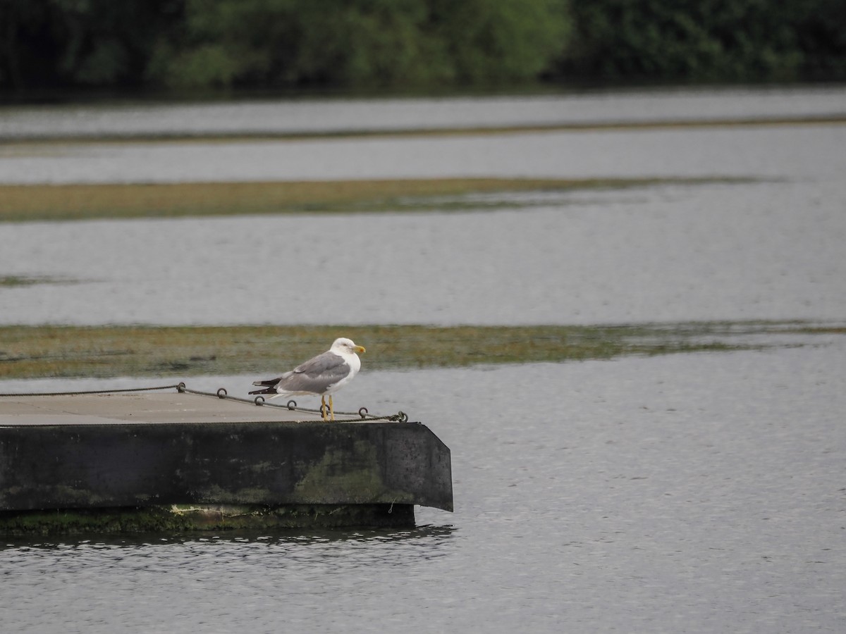 Yellow-legged Gull - ML593269801