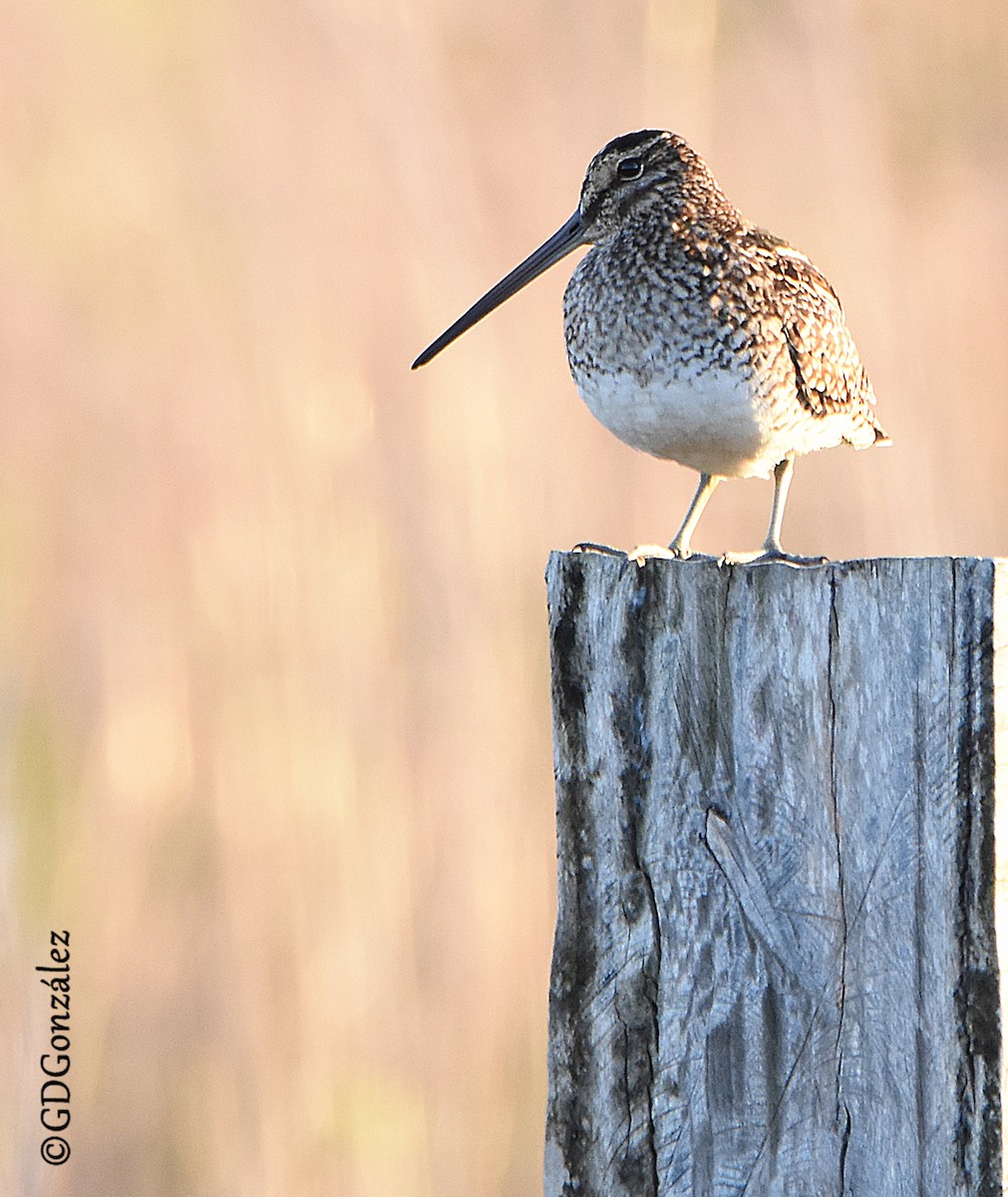 Pantanal Snipe - ML593269891