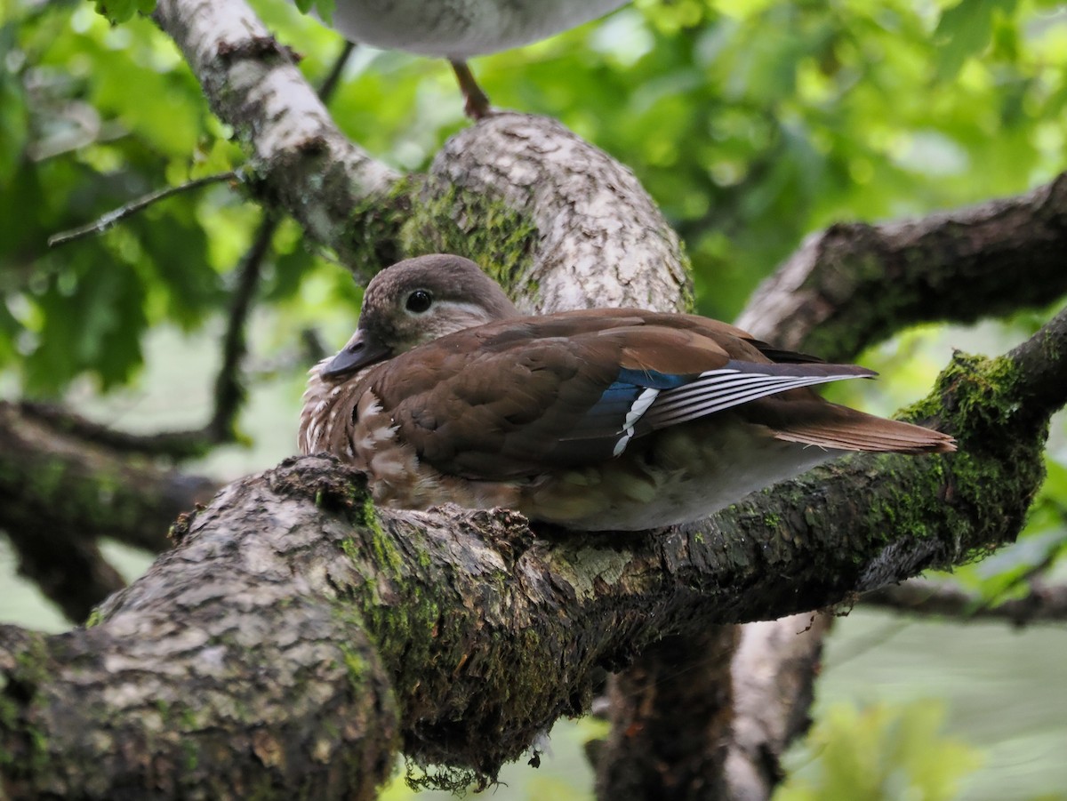 Mandarin Duck - ML593269901