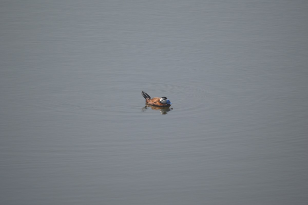 White-headed Duck - Margaret Thompson