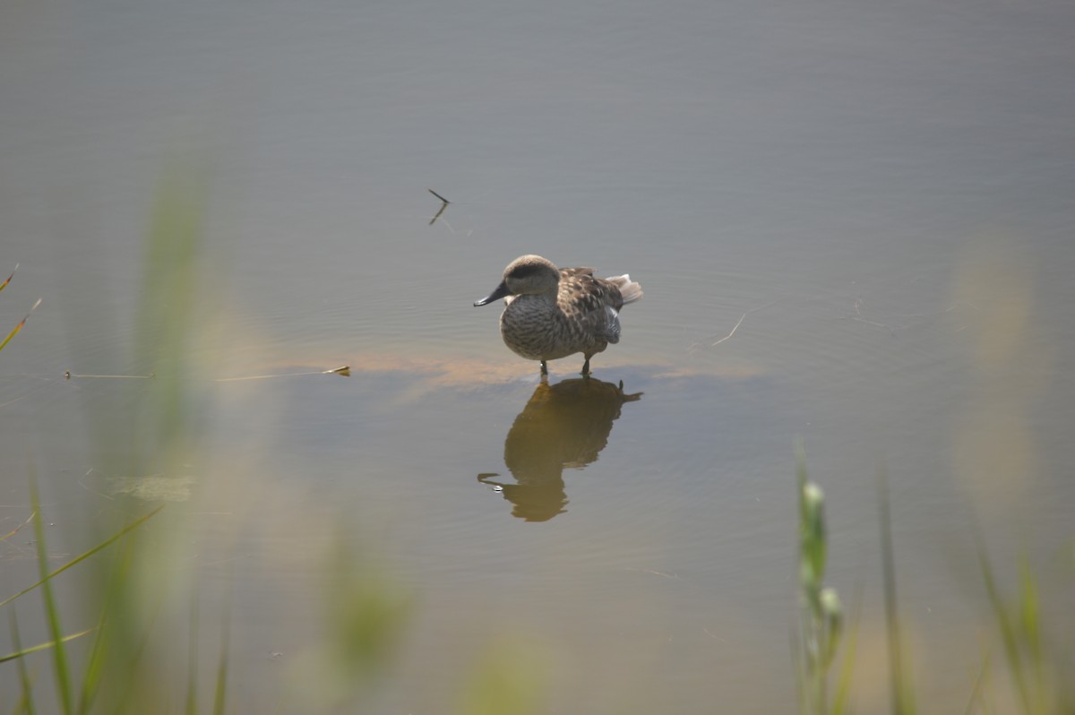 Marbled Duck - ML593270001