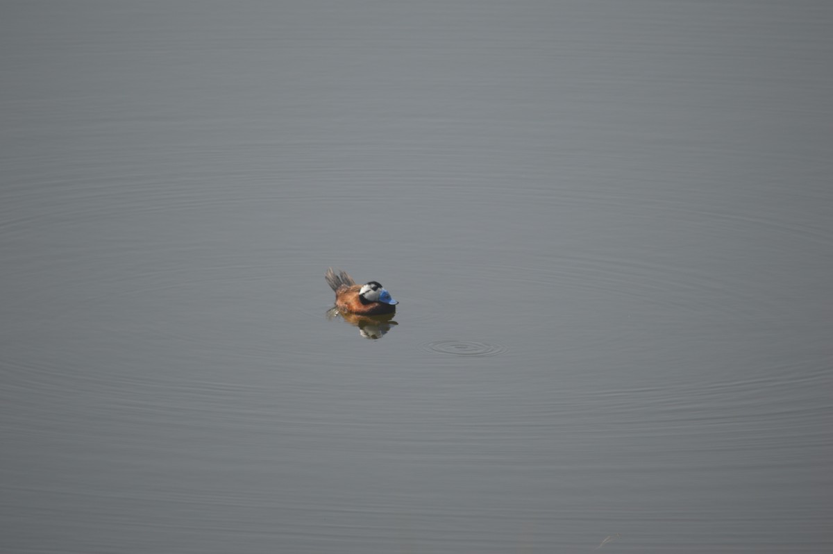 White-headed Duck - Margaret Thompson