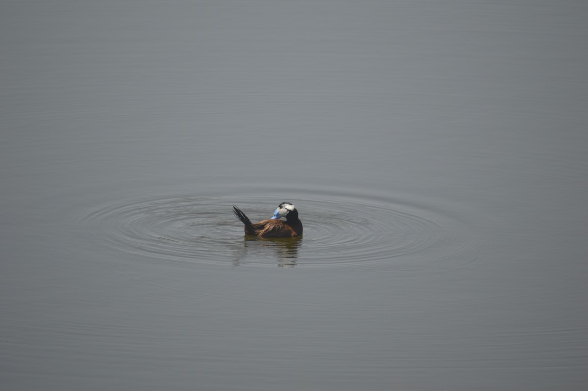 White-headed Duck - Margaret Thompson