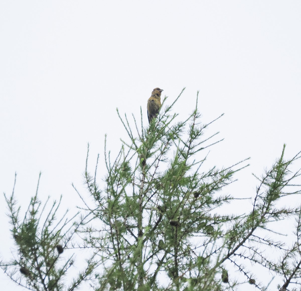 Red Crossbill - ML593270111