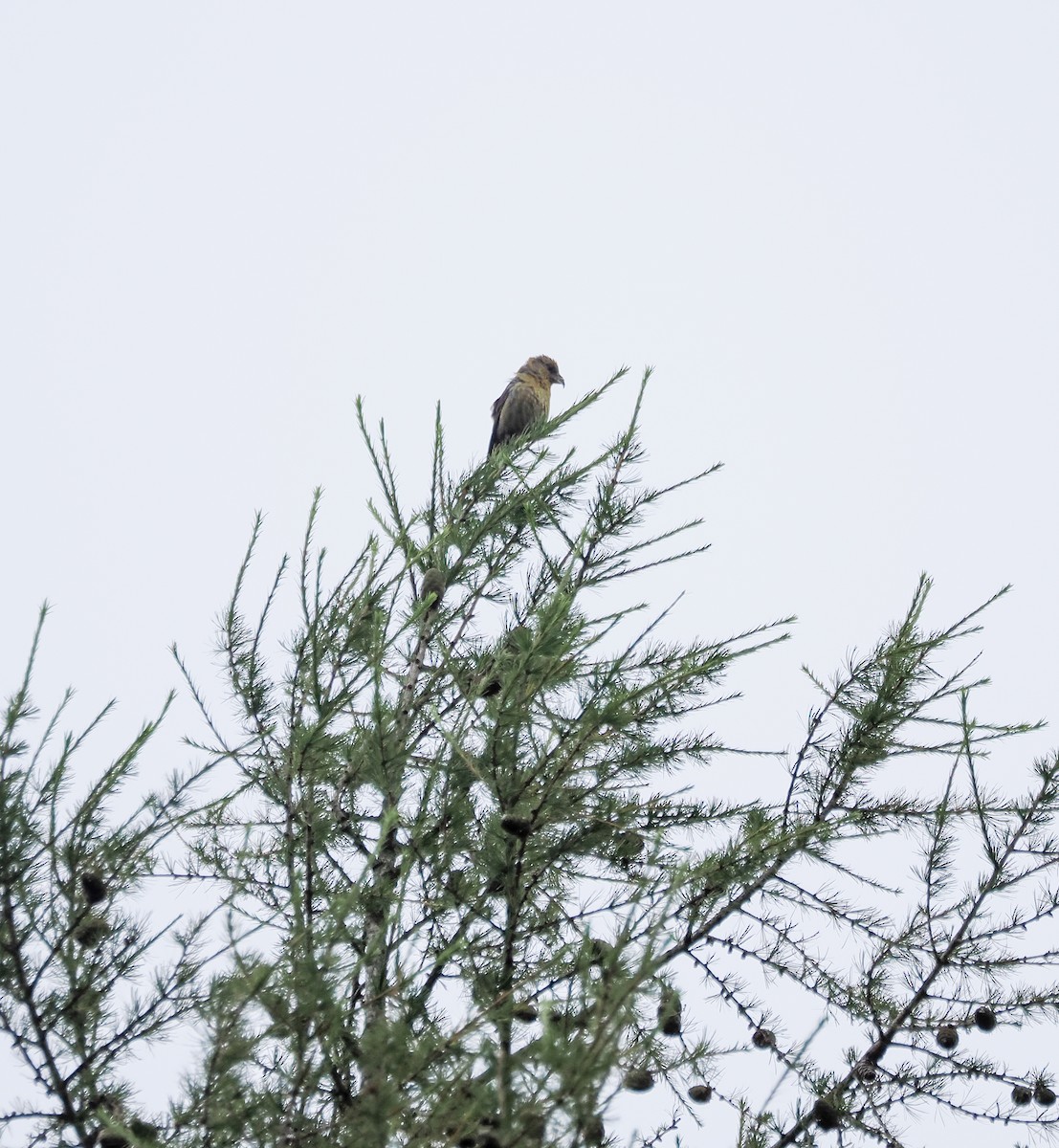 Red Crossbill - Sam  O'Donnell