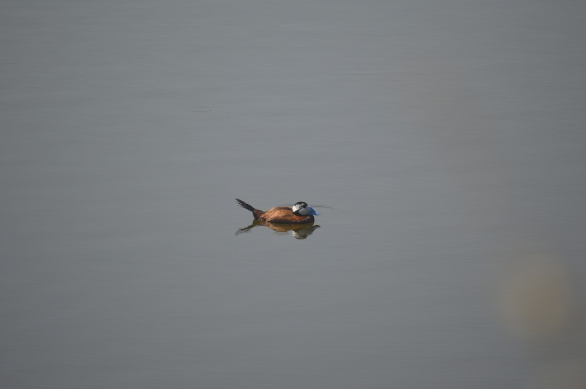 White-headed Duck - Margaret Thompson