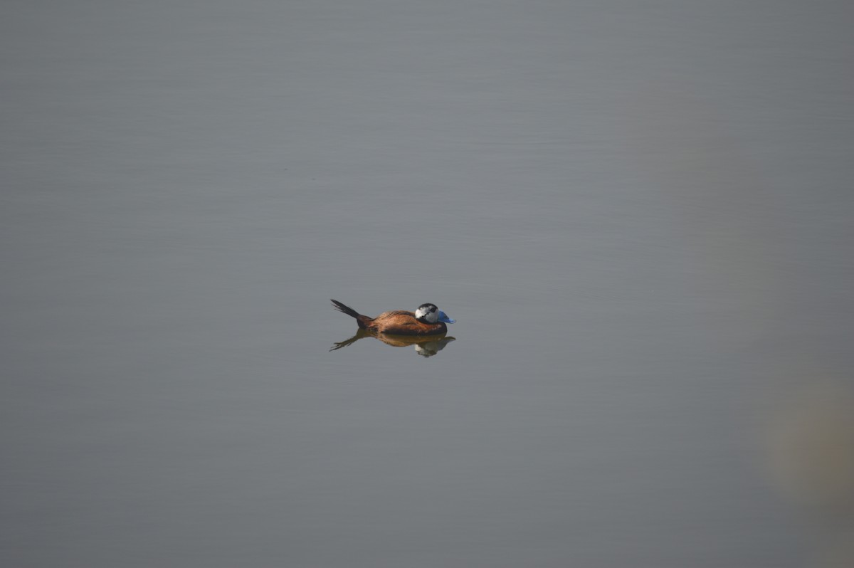 White-headed Duck - ML593270151