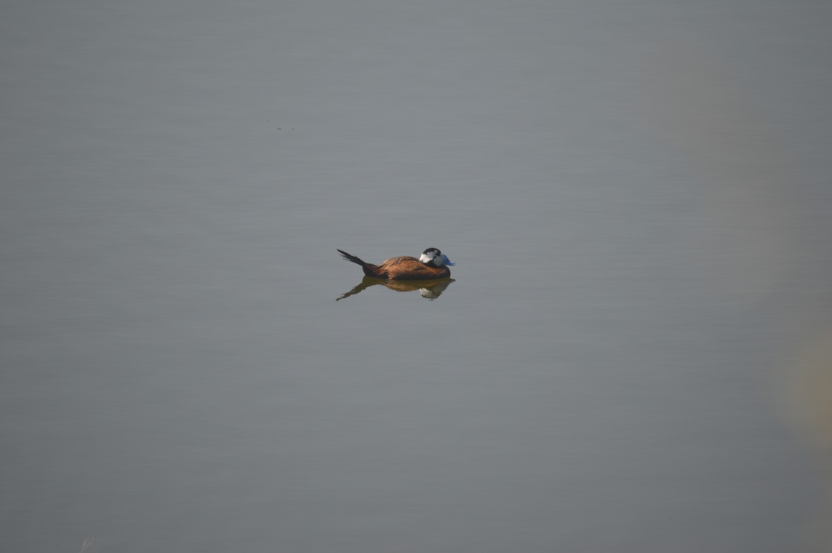 White-headed Duck - Margaret Thompson