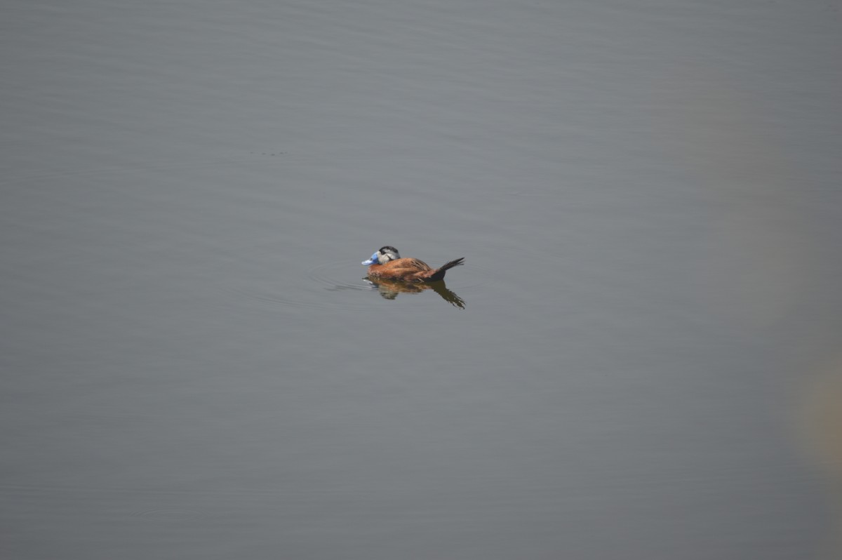 White-headed Duck - ML593270201