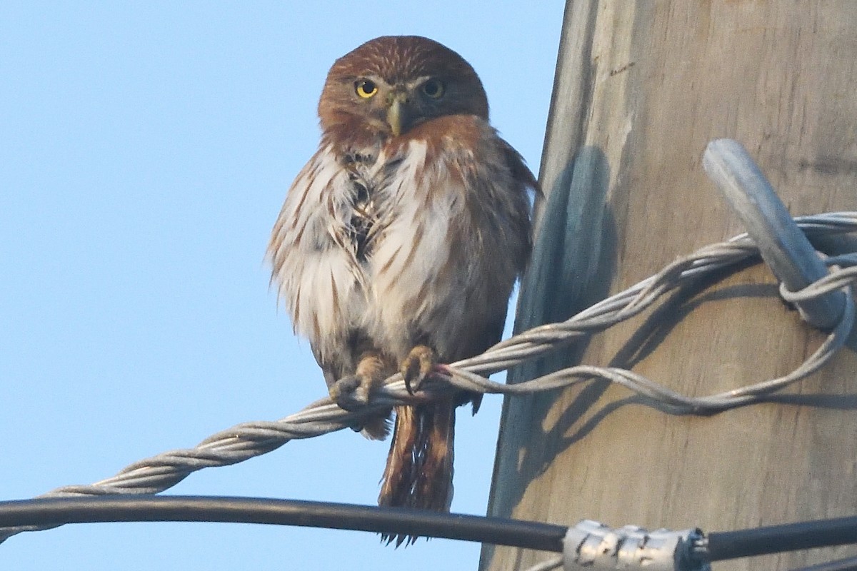 Ferruginous Pygmy-Owl - John Doty