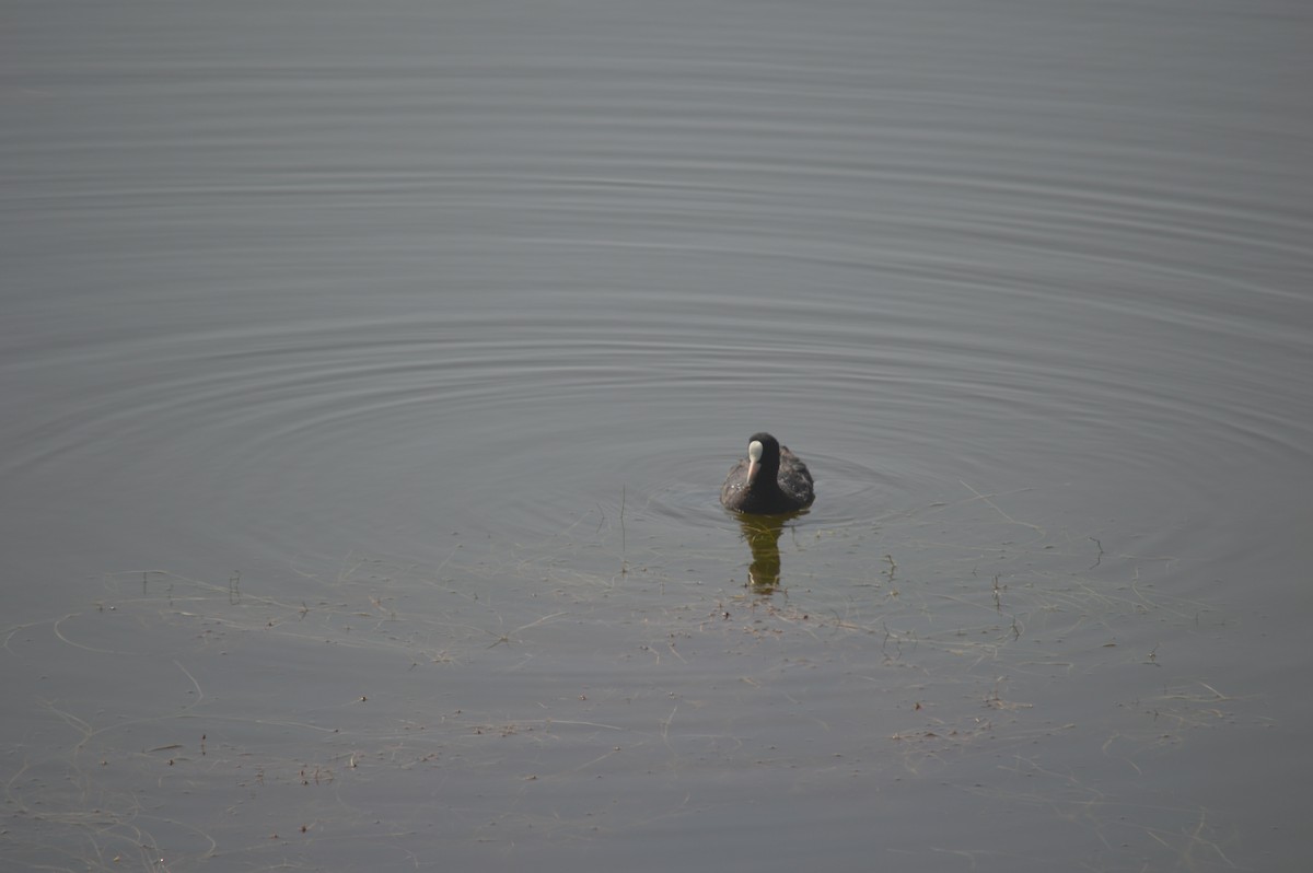 Eurasian Coot - ML593270741