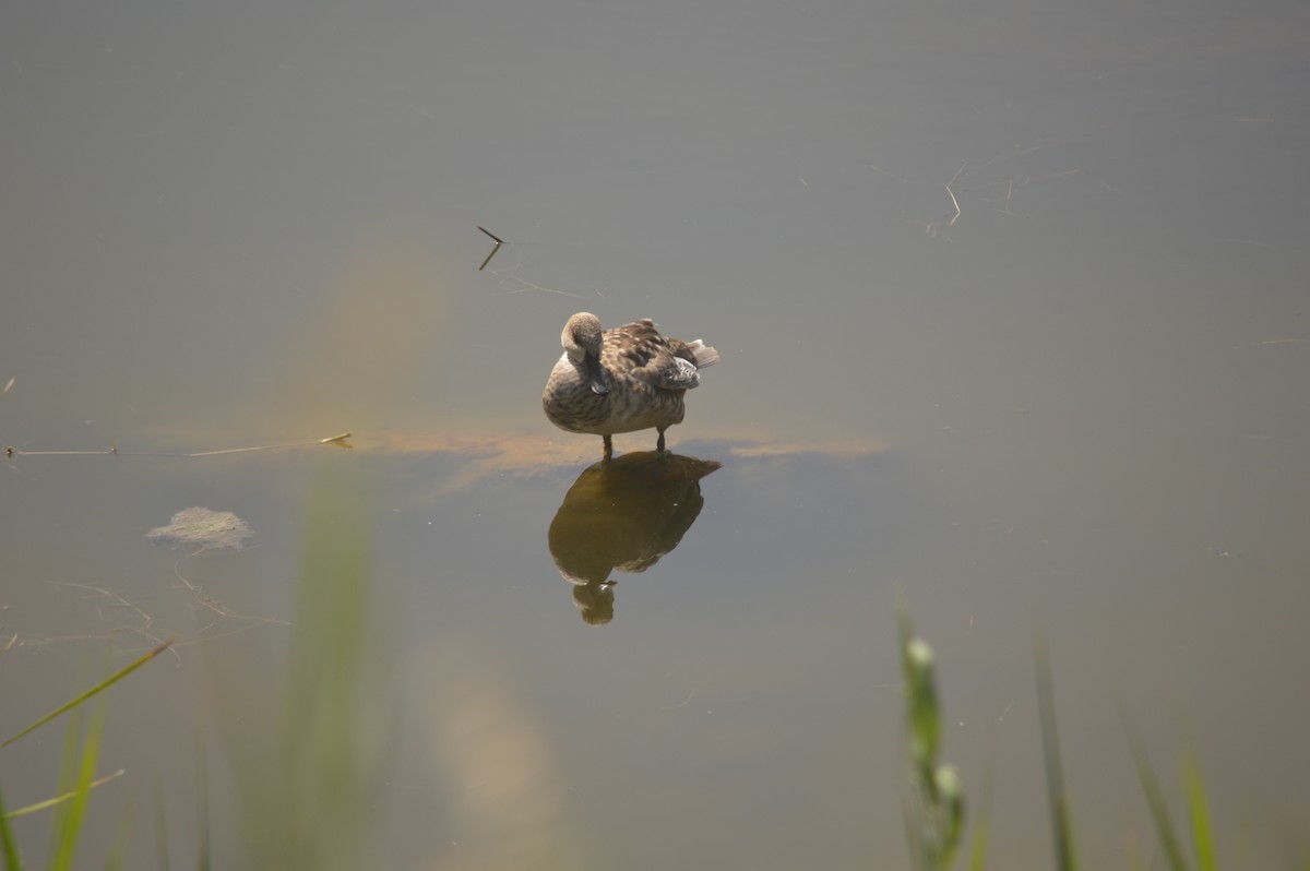 Marbled Duck - Margaret Thompson