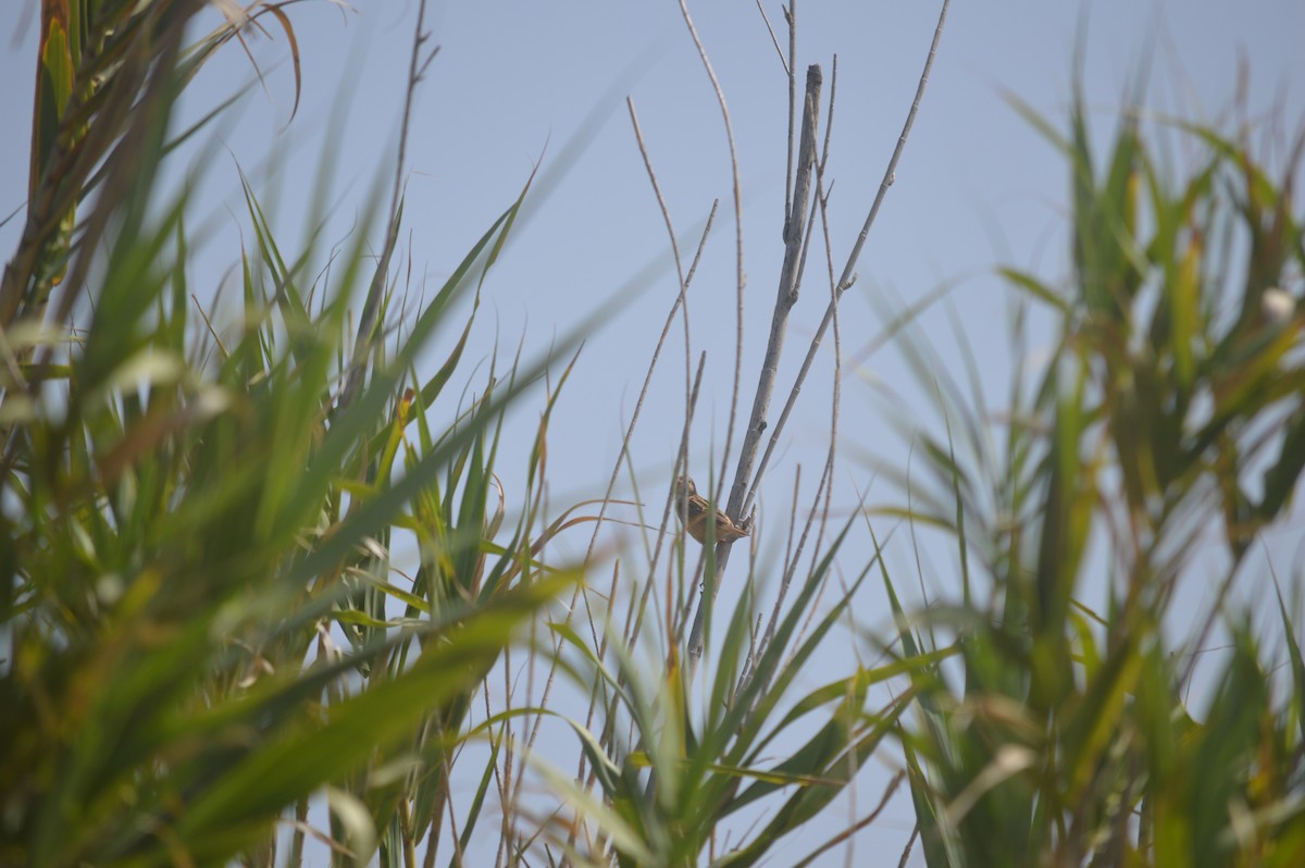 Zitting Cisticola - ML593271031