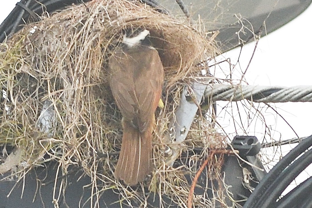 Great Kiskadee - ML593271251