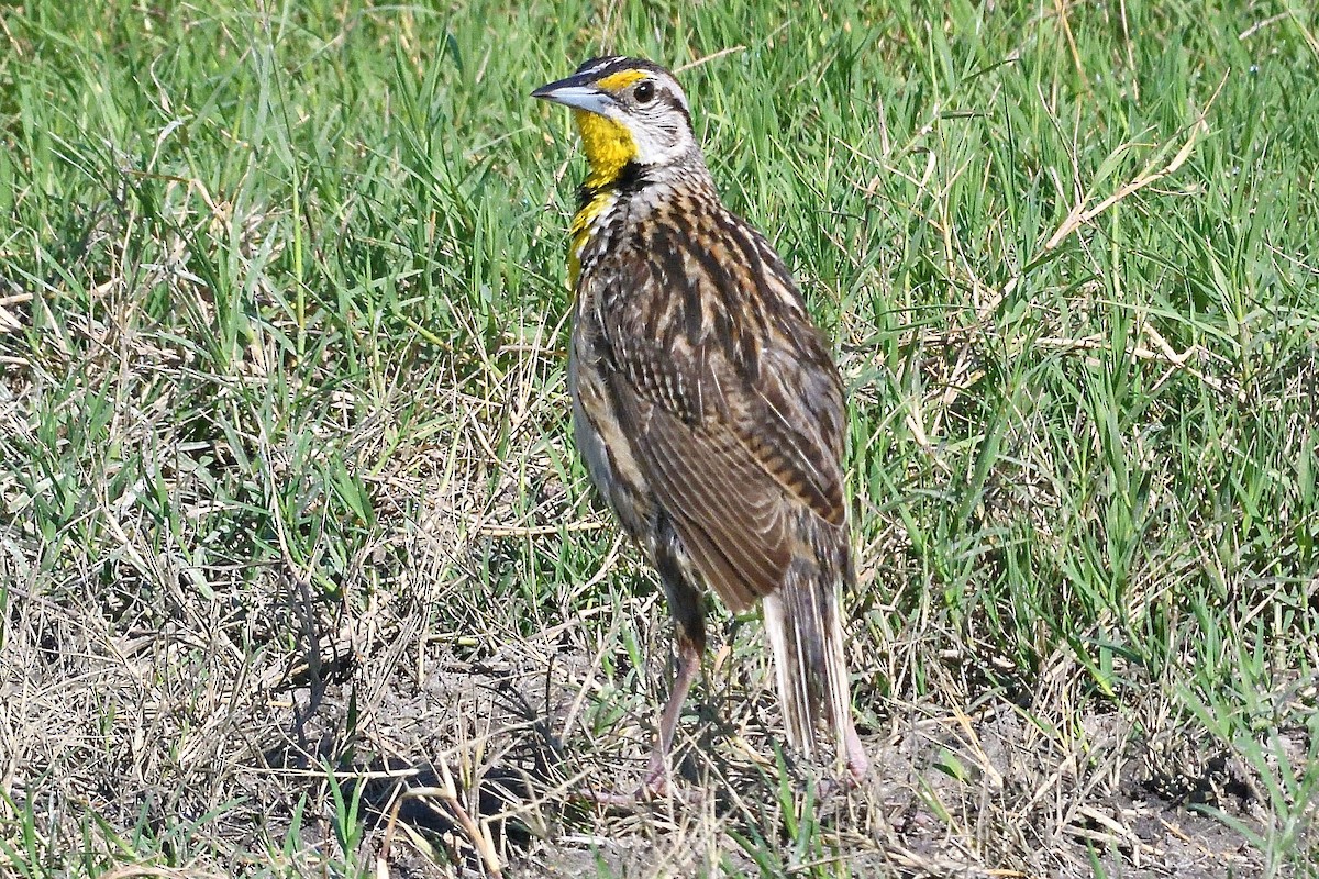 Eastern Meadowlark - ML593271911