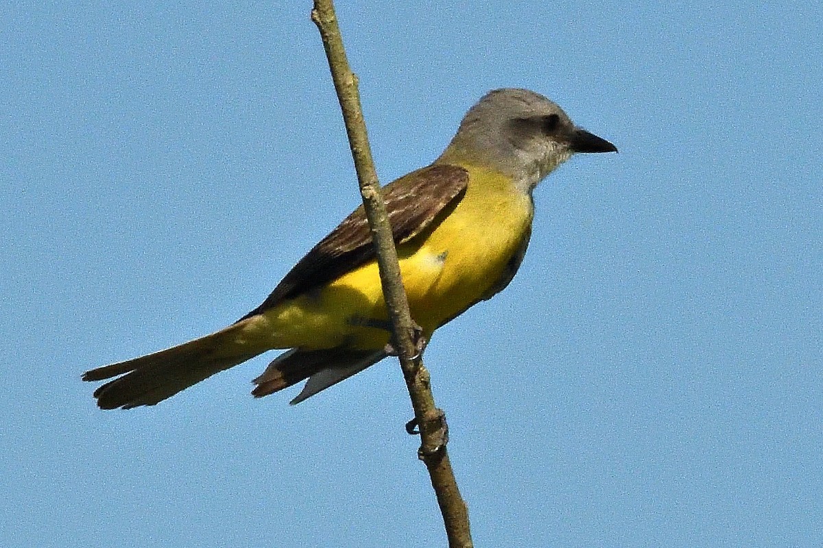 Tropical Kingbird - ML593271961