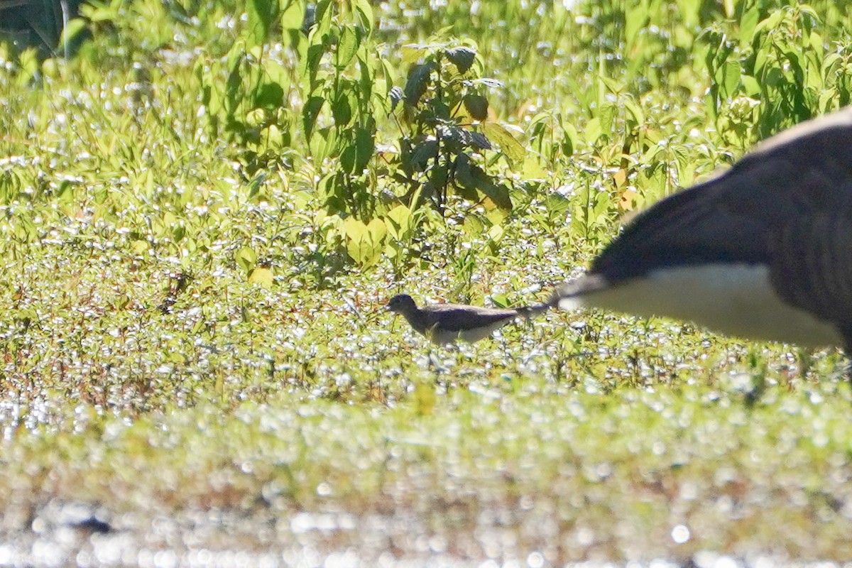 Solitary Sandpiper - ML593272771