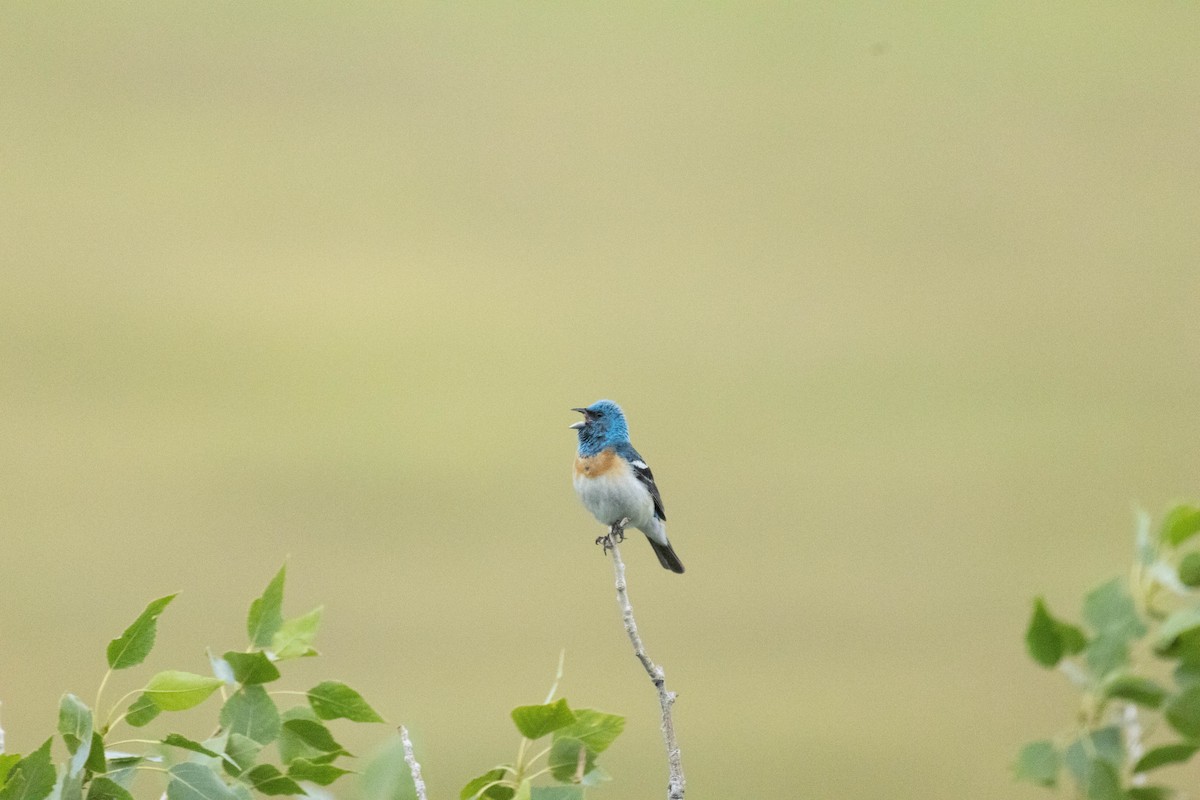 Lazuli Bunting - ML593273621